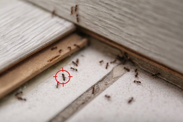 Best Pest Removal Services  in Rollingwood, TX