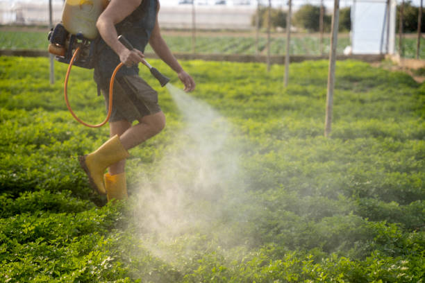 Best Best Pest Control Companies  in Rollingwood, TX