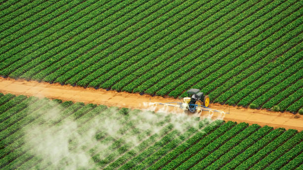 Best Ant Control Services  in Rollingwood, TX