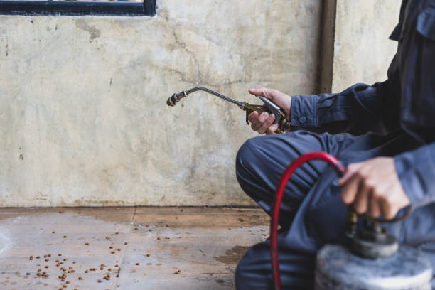 Best Local Pest Control Services  in Rollingwood, TX